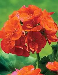 hell Orange Geranie Blumensamen zur Aussaat Schnitt Blume beliebt Traditionssorte & ohne Gentechnik Samen Hausgarten