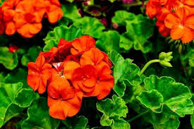 hell Orange Geranie Blumensamen zur Aussaat Schnitt Blume beliebt Traditionssorte & ohne Gentechnik Samen Hausgarten