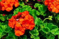 hell Orange Geranie Blumensamen zur Aussaat Schnitt Blume beliebt Traditionssorte & ohne Gentechnik Samen Hausgarten