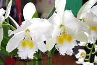 Weiß Cattleya Blumensamen zur Aussaat robust Sorte Traditionssorte & ohne Gentechnik Samen Hausgarten