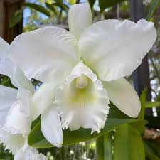 Weiß Cattleya Blumensamen zur Aussaat robust Sorte Traditionssorte & ohne Gentechnik Samen Hausgarten