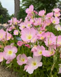 Rosa EveningScented Hausgarten Blumensamen zur Aussaat leuchtend Traditionssorte & ohne Gentechnik Samen Hausgarten