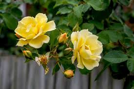 Gelb Mischung Ruby Rose Blumensamen zur Aussaat ohne Gentechnik Traditionssorte Garten Samen Growing Wildblume Mischung