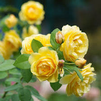 Gelb Mischung Ruby Rose Blumensamen zur Aussaat ohne Gentechnik Traditionssorte Garten Samen Growing Wildblume Mischung