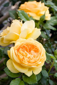 Gelb Mischung Ruby Rose Blumensamen zur Aussaat ohne Gentechnik Traditionssorte Garten Samen Growing Wildblume Mischung
