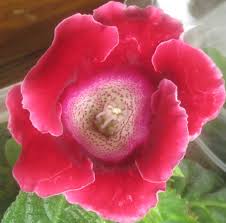 Rot Gloxinie Sinningia Blumensamen zur Aussaat Anzucht Traditionssorte & ohne Gentechnik Samen Hausgarten