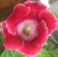 Rot Gloxinie Sinningia Blumensamen zur Aussaat Anzucht Traditionssorte & ohne Gentechnik Samen Hausgarten