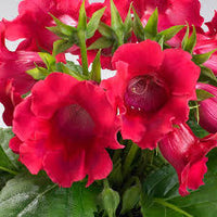 Rot Gloxinie Sinningia Blumensamen zur Aussaat Anzucht Traditionssorte & ohne Gentechnik Samen Hausgarten