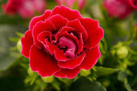 Rot Gloxinie Sinningia Blumensamen zur Aussaat Anzucht Traditionssorte & ohne Gentechnik Samen Hausgarten