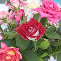 Gemischt Ruby Rose Blumensamen zur Aussaat ideal Rabatten Traditionssorte & ohne Gentechnik Samen Hausgarten
