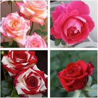 Gemischt Ruby Rose Blumensamen zur Aussaat ideal Rabatten Traditionssorte & ohne Gentechnik Samen Hausgarten