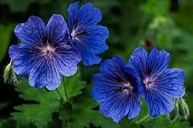 Navy Blau Geranie Blumensamen zur Aussaat lang Blüte Saison Traditionssorte & ohne Gentechnik Samen Hausgarten