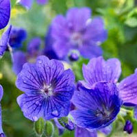 Navy Blau Geranie Blumensamen zur Aussaat lang Blüte Saison Traditionssorte & ohne Gentechnik Samen Hausgarten