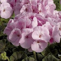 Weiß hell Rosa Geranie Blumensamen zur Aussaat robust Sorte Traditionssorte & ohne Gentechnik Samen Hausgarten
