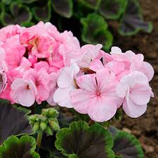 Weiß hell Rosa Geranie Blumensamen zur Aussaat robust Sorte Traditionssorte & ohne Gentechnik Samen Hausgarten