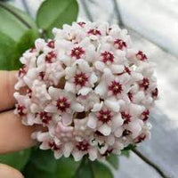 hell Lila Hoya Carnosa Blumensamen zur Aussaat leuchtend Traditionssorte & ohne Gentechnik Samen Hausgarten
