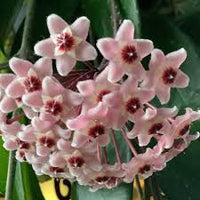 hell Lila Hoya Carnosa Blumensamen zur Aussaat leuchtend Traditionssorte & ohne Gentechnik Samen Hausgarten