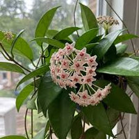 hell Lila Hoya Carnosa Blumensamen zur Aussaat leuchtend Traditionssorte & ohne Gentechnik Samen Hausgarten