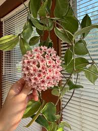 hell Lila Hoya Carnosa Blumensamen zur Aussaat leuchtend Traditionssorte & ohne Gentechnik Samen Hausgarten