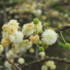 Gemischt Acacia mehrjährig Blumensamen zur Aussaat kompakt Wuchs Traditionssorte & ohne Gentechnik Samen Hausgarten