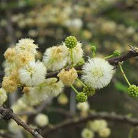 Gemischt Acacia mehrjährig Blumensamen zur Aussaat kompakt Wuchs Traditionssorte & ohne Gentechnik Samen Hausgarten