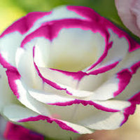 Weiß & Rot Lisianthus (Lisianthus) Blumensamen zur Aussaat Traditionssorte ohne Gentechnik Garten Samen Bestäuber freundlich