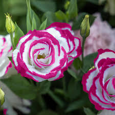 Rosa Violett Brazilian Gloxinie Blumensamen zur Aussaat Drought verträglich Traditionssorte & ohne Gentechnik Samen Hausgarten