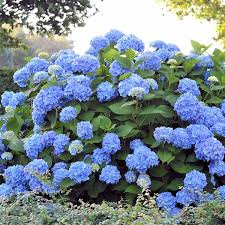 hell Blau Hydrangea Immergrün Immergrün Blumensamen zur Aussaat lang Blüte Saison Traditionssorte & ohne Gentechnik Samen Hausgarten