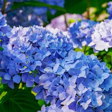 hell Blau Hydrangea Immergrün Immergrün Blumensamen zur Aussaat lang Blüte Saison Traditionssorte & ohne Gentechnik Samen Hausgarten