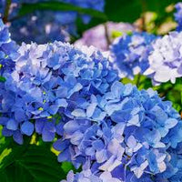 hell Blau Hydrangea Immergrün Immergrün Blumensamen zur Aussaat lang Blüte Saison Traditionssorte & ohne Gentechnik Samen Hausgarten