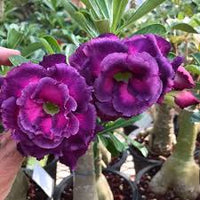 Blau Lila Wüstenrose Blumensamen zur Aussaat farbenfroh Schau Traditionssorte & ohne Gentechnik Samen Hausgarten