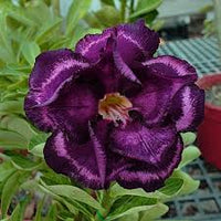 Blau Lila Wüstenrose Blumensamen zur Aussaat farbenfroh Schau Traditionssorte & ohne Gentechnik Samen Hausgarten