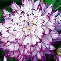 Lila Weiß Dahlie Blumensamen zur Aussaat pflegeleicht Traditionssorte & ohne Gentechnik Samen Hausgarten