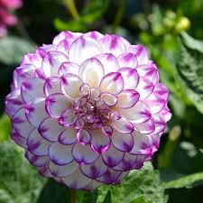 Lila Weiß Dahlie Blumensamen zur Aussaat pflegeleicht Traditionssorte & ohne Gentechnik Samen Hausgarten