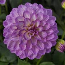 Lila Weiß Dahlie Blumensamen zur Aussaat pflegeleicht Traditionssorte & ohne Gentechnik Samen Hausgarten