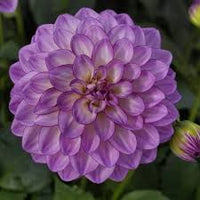 Lila Weiß Dahlie Blumensamen zur Aussaat pflegeleicht Traditionssorte & ohne Gentechnik Samen Hausgarten
