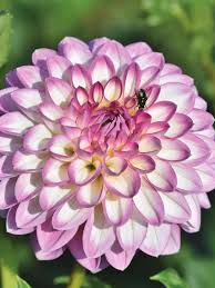 Lila Weiß Dahlie Blumensamen zur Aussaat pflegeleicht Traditionssorte & ohne Gentechnik Samen Hausgarten