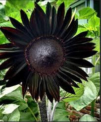 Schwarz riesig Sonnenblume Samen zur Aussaat duftend Blüten Traditionssorte & ohne Gentechnik Samen Hausgarten
