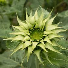 Sea Grün Sonnenblume mehrjährig Blumensamen zur Aussaat farbenfroh Schau Traditionssorte & ohne Gentechnik Samen Hausgarten