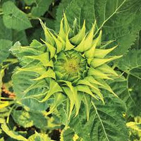 Sea Grün Sonnenblume mehrjährig Blumensamen zur Aussaat farbenfroh Schau Traditionssorte & ohne Gentechnik Samen Hausgarten