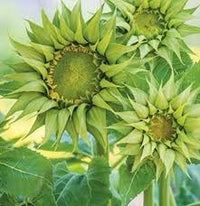Sea Grün Sonnenblume mehrjährig Blumensamen zur Aussaat farbenfroh Schau Traditionssorte & ohne Gentechnik Samen Hausgarten