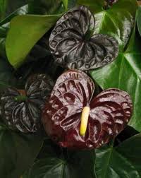 dunkel Braun Flamingoblume Blumensamen zur Aussaat pflegeleicht Traditionssorte & ohne Gentechnik Samen Hausgarten