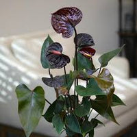 dunkel Braun Flamingoblume Blumensamen zur Aussaat pflegeleicht Traditionssorte & ohne Gentechnik Samen Hausgarten
