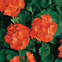 Orange Mischung Geranie Pelargonium Blumensamen zur Aussaat Landhaus Garten wichtig Traditionssorte & ohne Gentechnik Samen Hausgarten