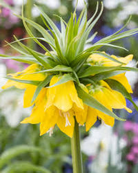 Gelb Imperial Wang Fritillaria Blumensamen zur Aussaat Schnitt Blume beliebt Traditionssorte & ohne Gentechnik Samen Hausgarten