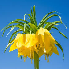Gelb Imperial Wang Fritillaria Blumensamen zur Aussaat Schnitt Blume beliebt Traditionssorte & ohne Gentechnik Samen Hausgarten