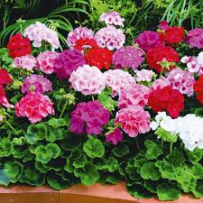 Blau Mischung Pelargonium Peltatum Blumensamen zur Aussaat Schnitt Blume beliebt Traditionssorte & ohne Gentechnik Samen Hausgarten