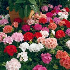 Blau Mischung Pelargonium Peltatum Blumensamen zur Aussaat Schnitt Blume beliebt Traditionssorte & ohne Gentechnik Samen Hausgarten
