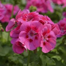 Rosa Geranie Pelargonium Blumensamen zur Aussaat Anzucht Traditionssorte & ohne Gentechnik Samen Hausgarten