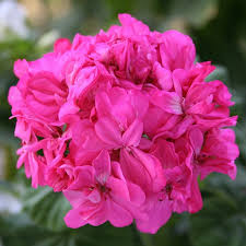 Rosa Geranie Pelargonium Blumensamen zur Aussaat Anzucht Traditionssorte & ohne Gentechnik Samen Hausgarten